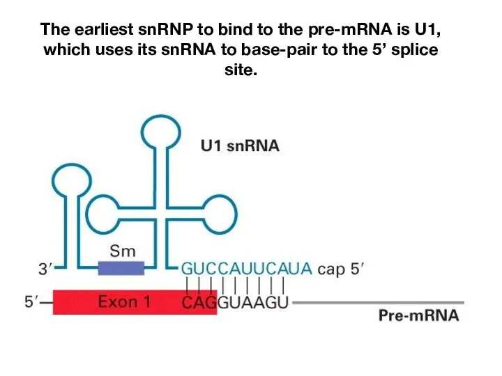 The earliest snRNP to bind to the pre-mRNA is U1,