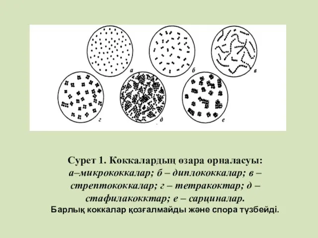 Сурет 1. Коккалардың өзара орналасуы: а–микрококкалар; б – диплококкалар; в