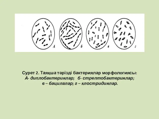 Сурет 2. Таяқша тәрізді бактериялар морфологиясы: А- диплобактериялар; б- стрептобактериялар; в – бацилалар; г – клостридиялар.