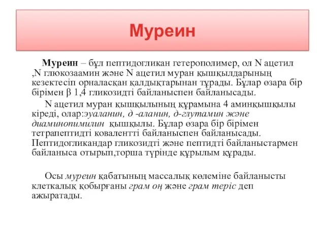 Муреин Муреин – бұл пептидогликан гетерополимер, ол N ацетил ,N