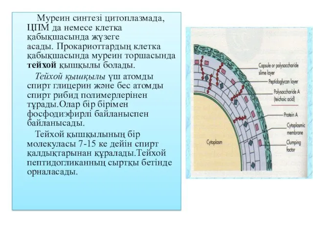 Муреин синтезі цитоплазмада, ЦПМ да немесе клетка қабықшасында жүзеге асады.