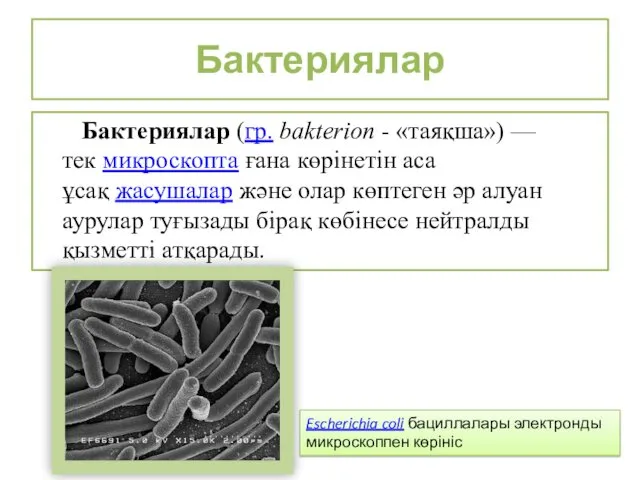 Бактериялар Бактериялар (гр. bakterion - «таяқша») — тек микроскопта ғана