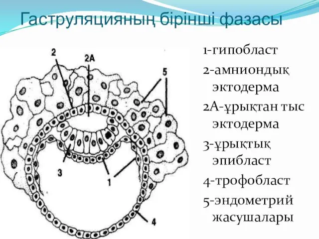 Гаструляцияның бірінші фазасы 1-гипобласт 2-амниондық эктодерма 2А-ұрықтан тыс эктодерма 3-ұрықтық эпибласт 4-трофобласт 5-эндометрий жасушалары