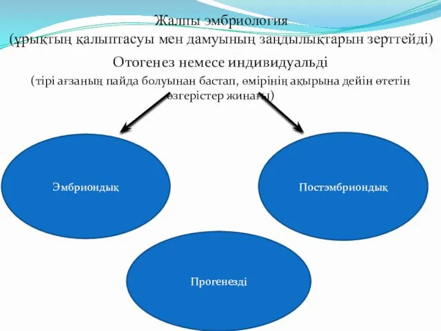 Жалпы эмбриология (ұрықтың қалыптасуы мен дамуының заңдылықтарын зерттейді) Отогенез немесе