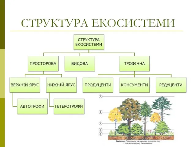 СТРУКТУРА ЕКОСИСТЕМИ