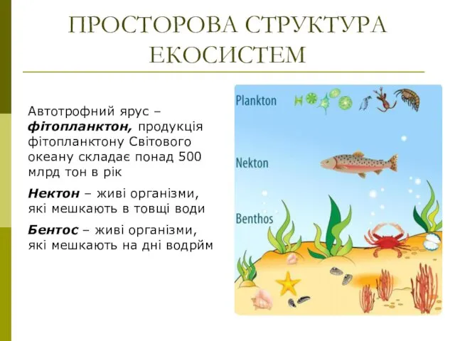 ПРОСТОРОВА СТРУКТУРА ЕКОСИСТЕМ Автотрофний ярус – фітопланктон, продукція фітопланктону Світового