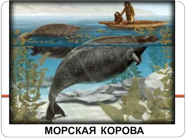 МОРСКАЯ КОРОВА