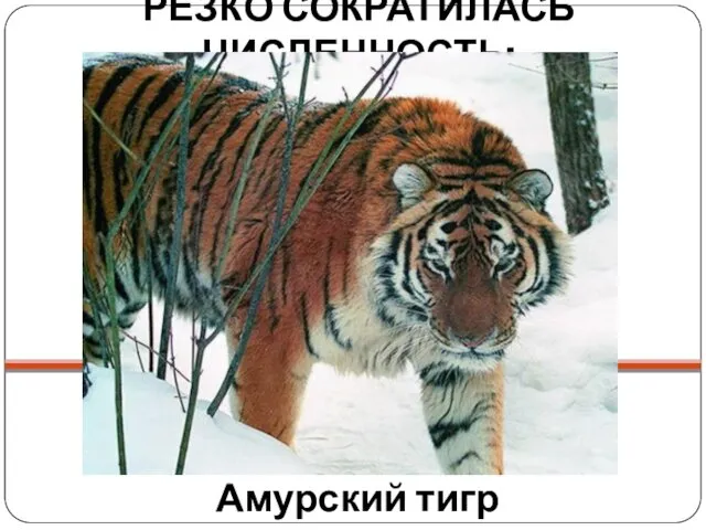 Амурский тигр РЕЗКО СОКРАТИЛАСЬ ЧИСЛЕННОСТЬ: