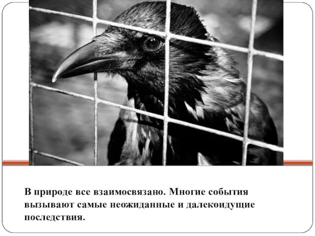 В природе все взаимосвязано. Многие события вызывают самые неожиданные и далекоидущие последствия.