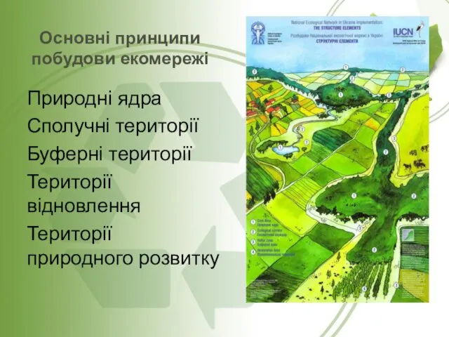 Основні принципи побудови екомережі Природні ядра Сполучні території Буферні території Території відновлення Території природного розвитку