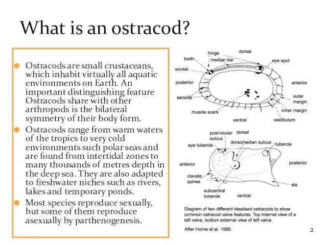 Ostracods are small crustaceans, which inhabit virtually all aquatic environments on Earth. An
