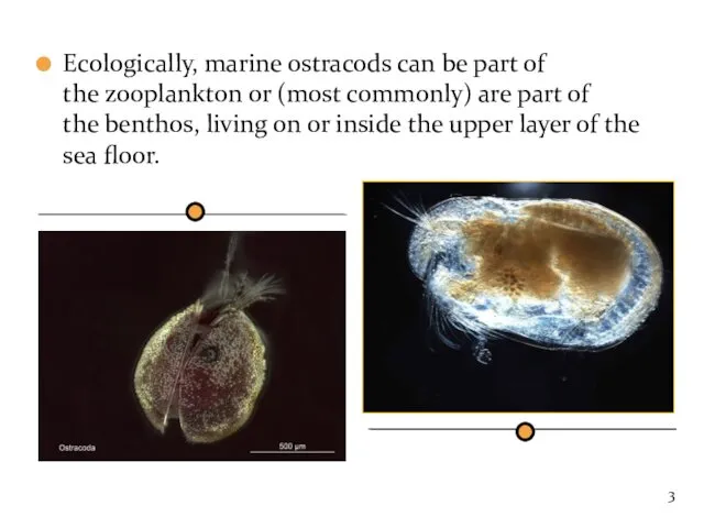 Ecologically, marine ostracods can be part of the zooplankton or (most commonly) are