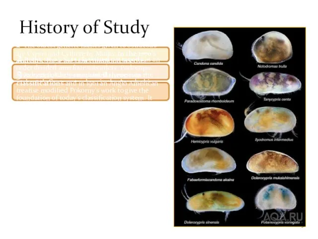 History of Study 1 The oldest generic names given to ostracods are Cypris