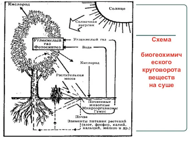 Схема биогеохимического круговорота веществ на суше