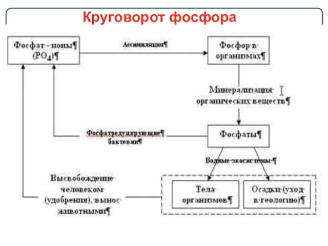 Круговорот фосфора