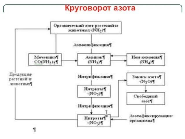 Круговорот азота