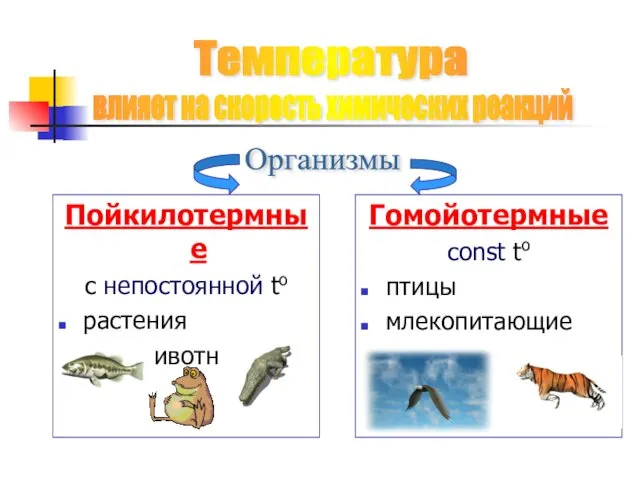 Пойкилотермные с непостоянной tо растения >во животных Гомойотермные сonst tо