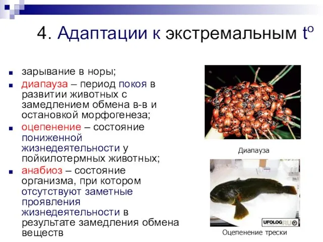 4. Адаптации к экстремальным to зарывание в норы; диапауза –