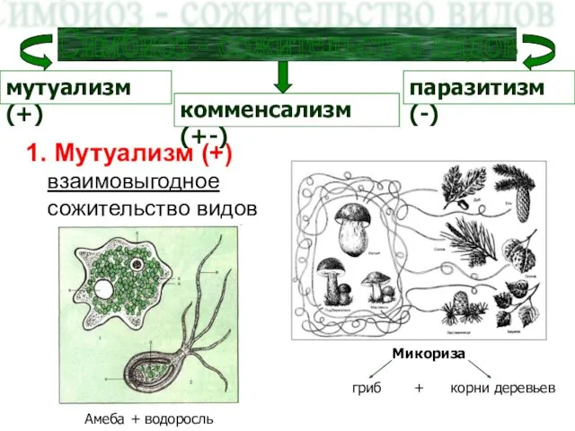 1. Мутуализм (+) взаимовыгодное сожительство видов Симбиоз - сожительство видов