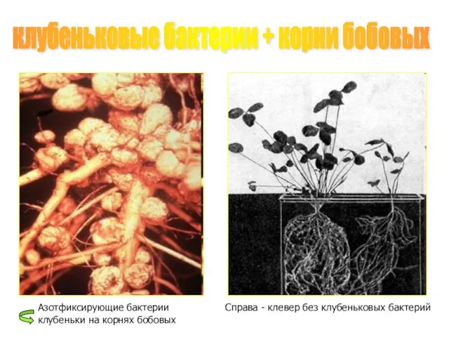 клубеньковые бактерии + корни бобовых Азотфиксирующие бактерии клубеньки на корнях