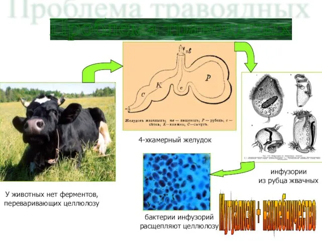 Проблема травоядных У животных нет ферментов, переваривающих целлюлозу 4-хкамерный желудок