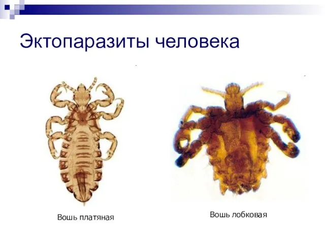 Эктопаразиты человека Вошь платяная Вошь лобковая