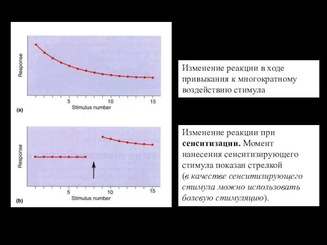 Изменение реакции в ходе привыкания к многократному воздействию стимула. Изменение