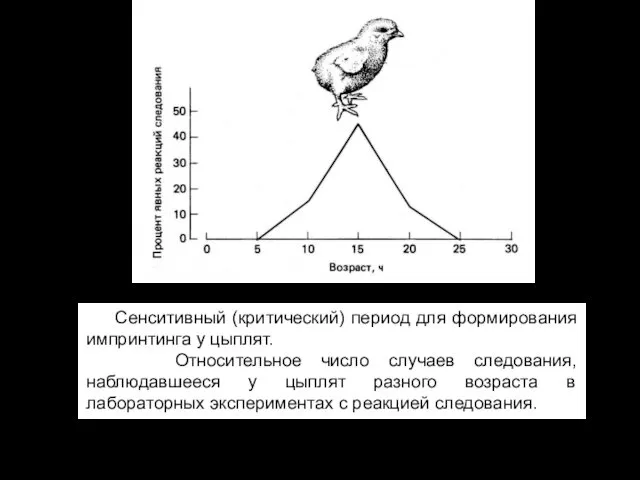 Сенситивный (критический) период для формирования импринтинга у цыплят. Относительное число