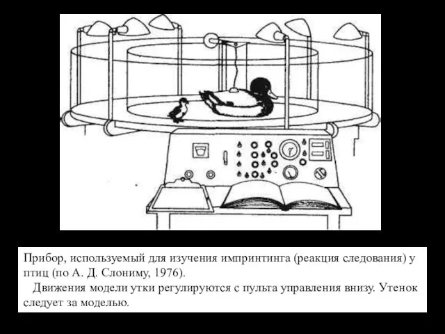 Прибор, используемый для изучения импринтинга (реакция следования) у птиц (по