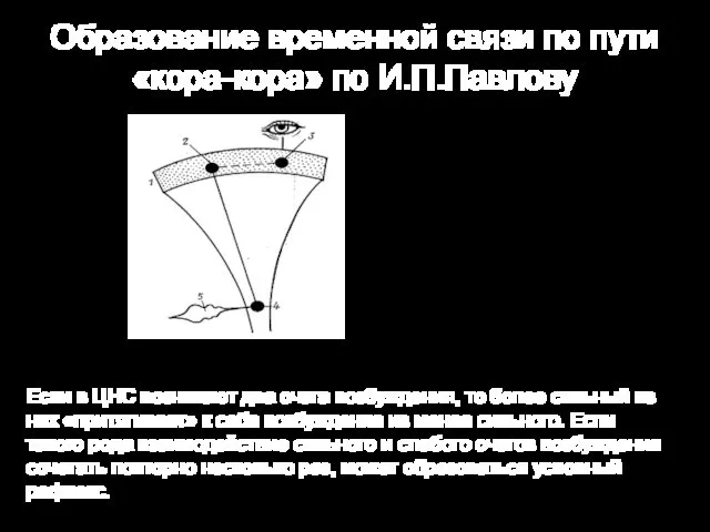 Образование временной связи по пути «кора-кора» по И.П.Павлову Кора, Центр