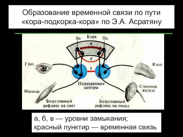 Образование временной связи по пути «кора-подкорка-кора» по Э.А. Асратяну а,