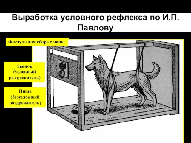 Выработка условного рефлекса по И.П.Павлову Фистула для сбора слюны Звонок (условный раздражитель) Пища (безусловный раздражитель)