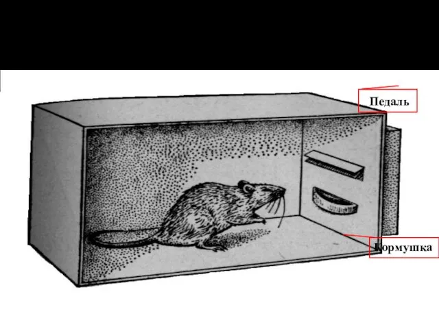 Инструментальный условный рефлекс Педаль Кормушка