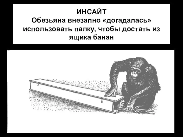 ИНСАЙТ Обезьяна внезапно «догадалась» использовать палку, чтобы достать из ящика банан