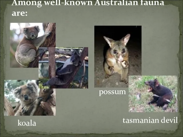 Among well-known Australian fauna are: koala tasmanian devil possum