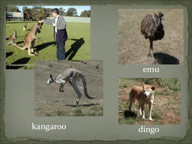 kangaroo emu dingo