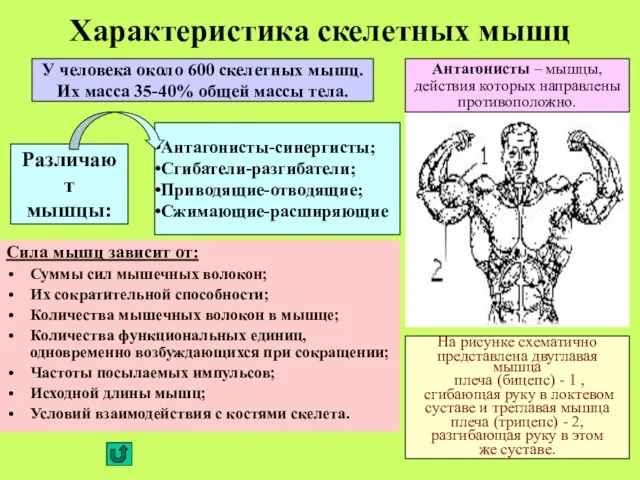 Характеристика скелетных мышц Сила мышц зависит от: Суммы сил мышечных