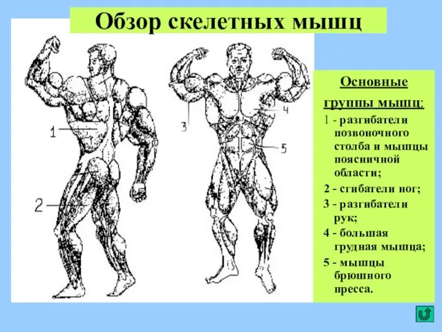 Обзор скелетных мышц Основные группы мышц: 1 - разгибатели позвоночного