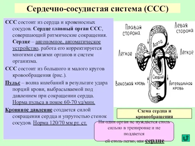 Сердечно-сосудистая система (ССС) ССС состоит из сердца и кровеносных сосудов.