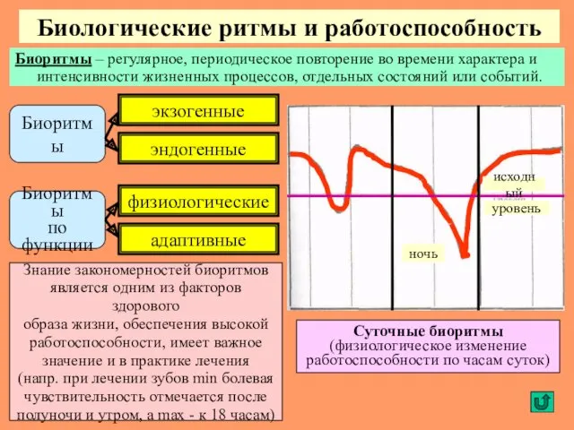 Биологические ритмы и работоспособность Биоритмы – регулярное, периодическое повторение во