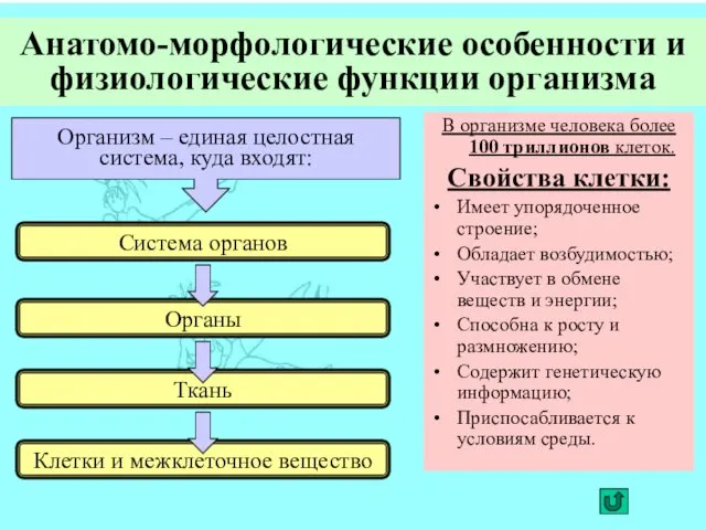 Анатомо-морфологические особенности и физиологические функции организма В организме человека более