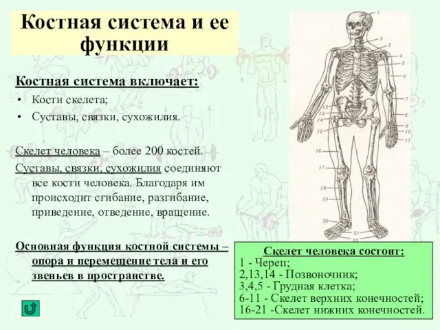 Костная система и ее функции Костная система включает: Кости скелета;