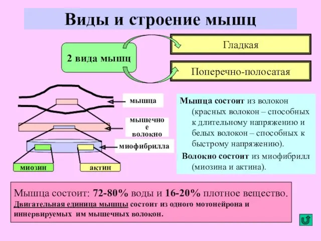 Виды и строение мышц Мышца состоит из волокон (красных волокон