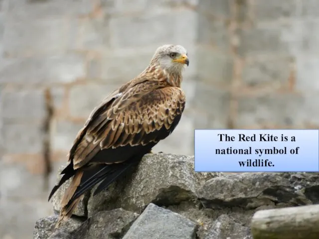 The Red Kite is a national symbol of wildlife.