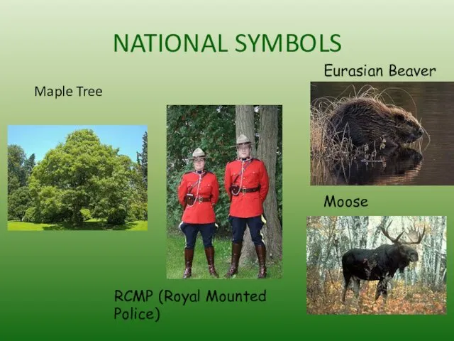 NATIONAL SYMBOLS Maple Tree Eurasian Beaver Moose RCMP (Royal Mounted Police)