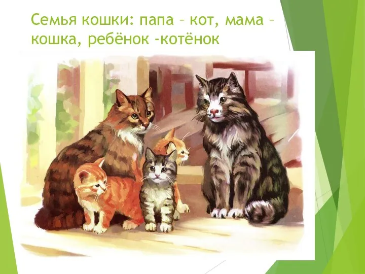 Семья кошки: папа – кот, мама – кошка, ребёнок -котёнок