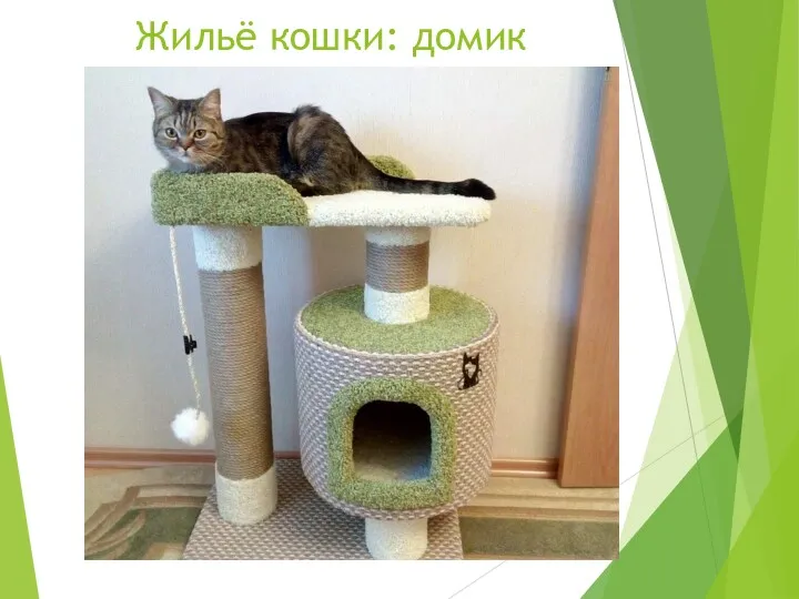 Жильё кошки: домик