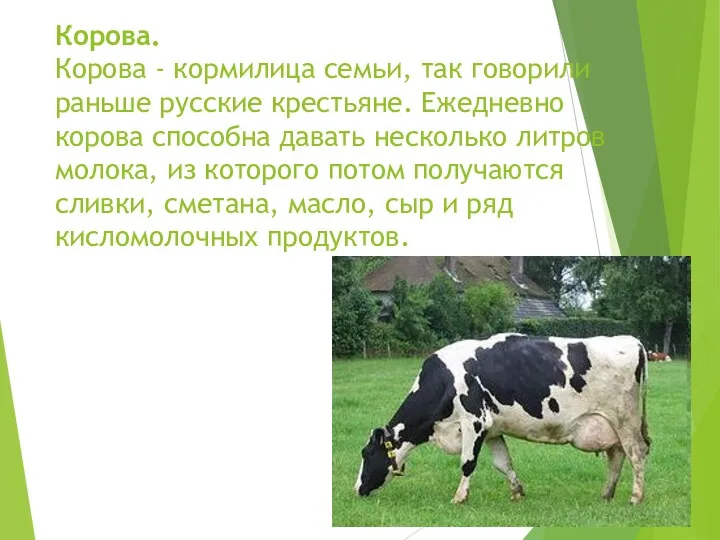 Корова. Корова - кормилица семьи, так говорили раньше русские крестьяне. Ежедневно корова способна
