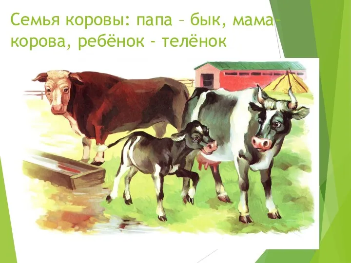 Семья коровы: папа – бык, мама- корова, ребёнок - телёнок