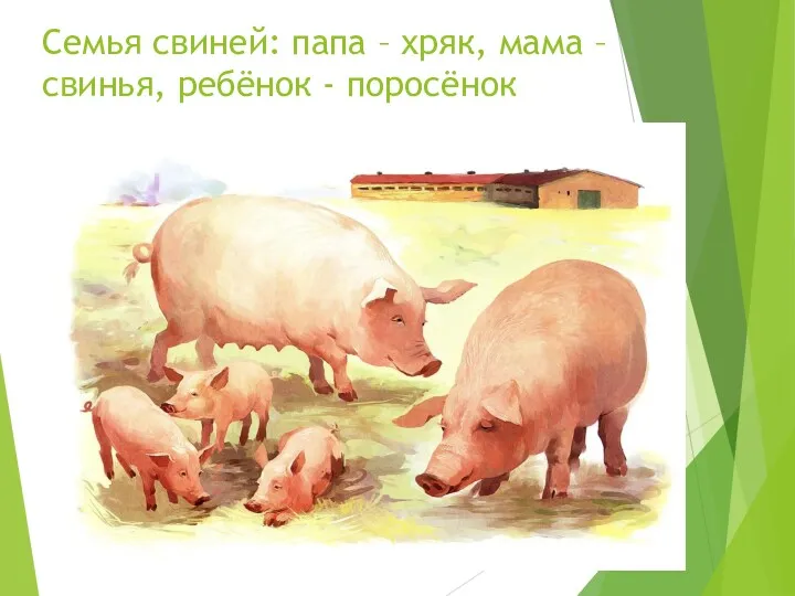 Семья свиней: папа – хряк, мама – свинья, ребёнок - поросёнок